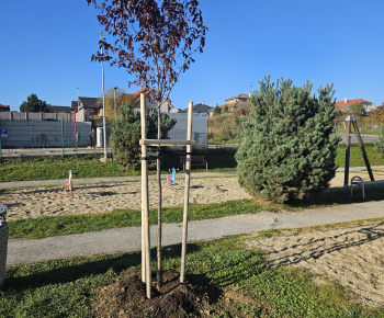 Výsadba na cintoríne a na ihrisku Na Hore