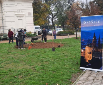 Výsadba pred kaštieľom a DS Barón